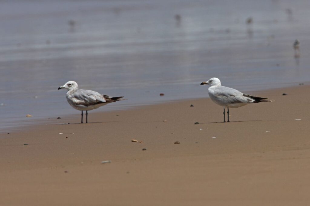 Audouin's Gull