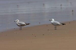 Audouin's Gull