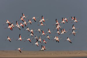 Birdwatching in Morocco