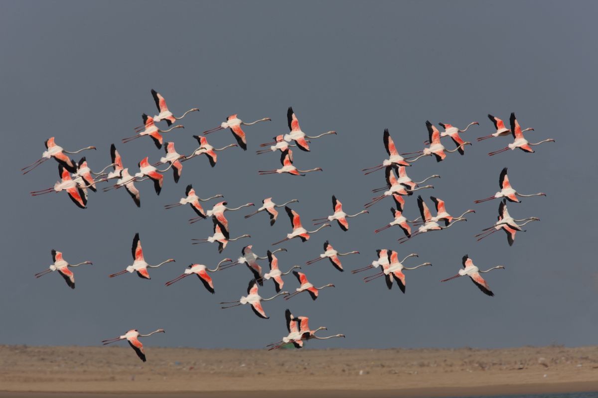 Birdwatching in Morocco