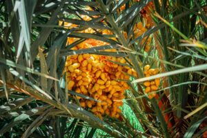 Bunch of ripe yellow dates on a palm tree in Morocco