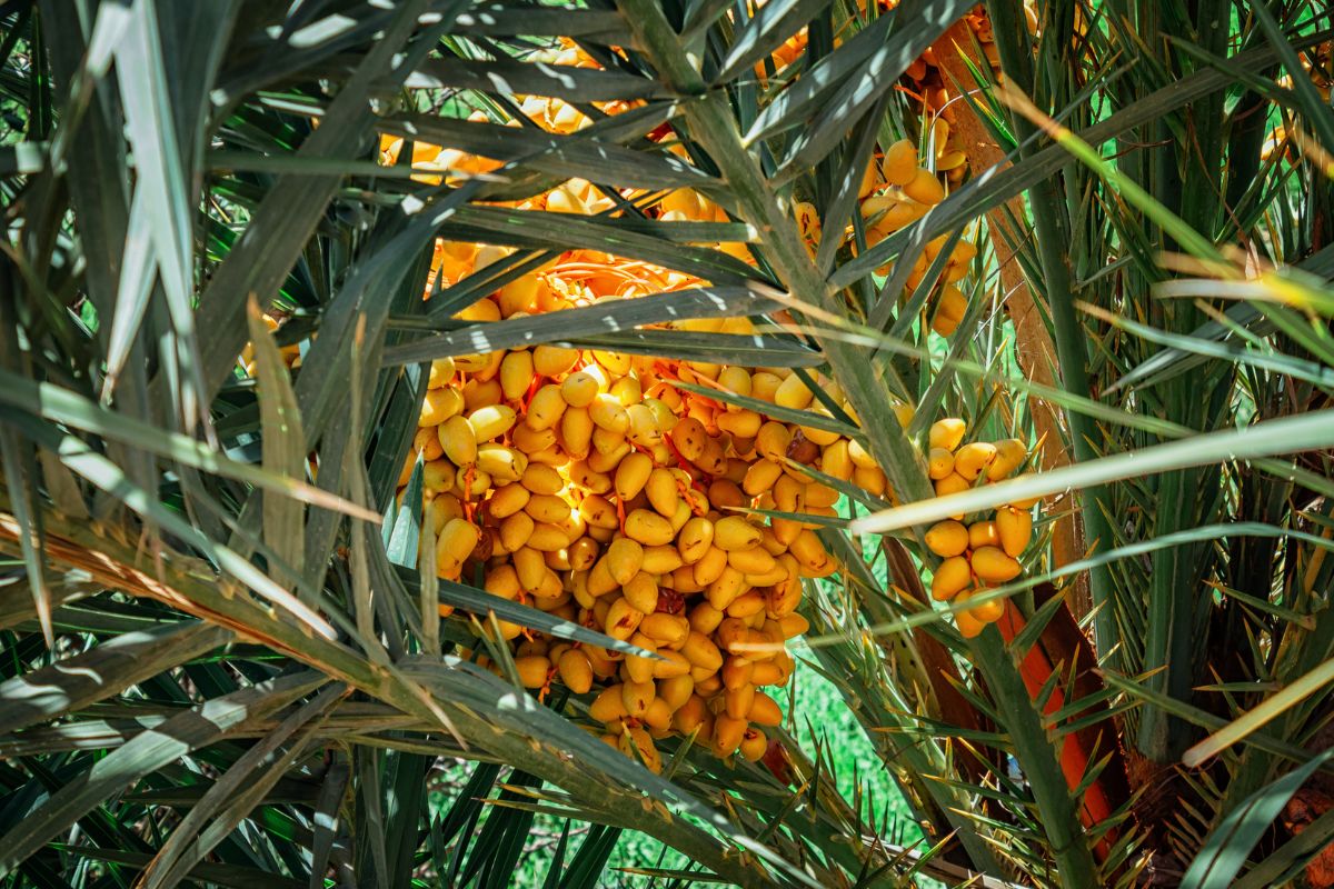 Bunch of ripe yellow dates on a palm tree in Morocco