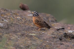 Cinnamon-breasted