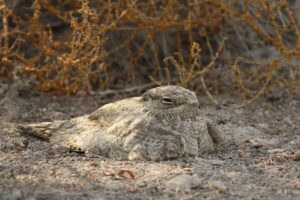 Egyptian Nightjar