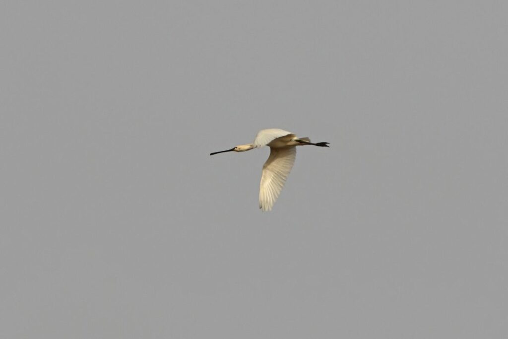 Eurasian Spoonbill