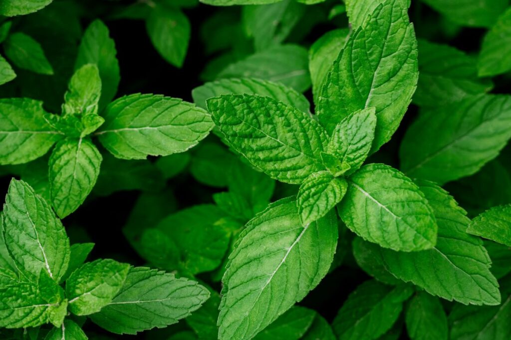 Fresh Mint Leaves