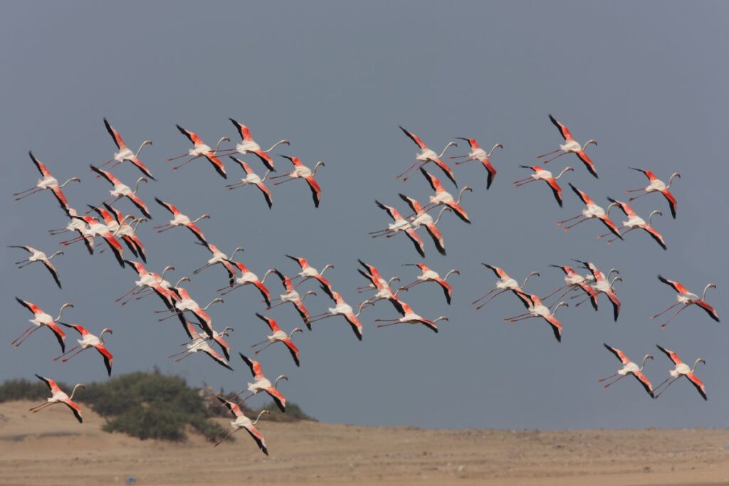 Greater Flamingo