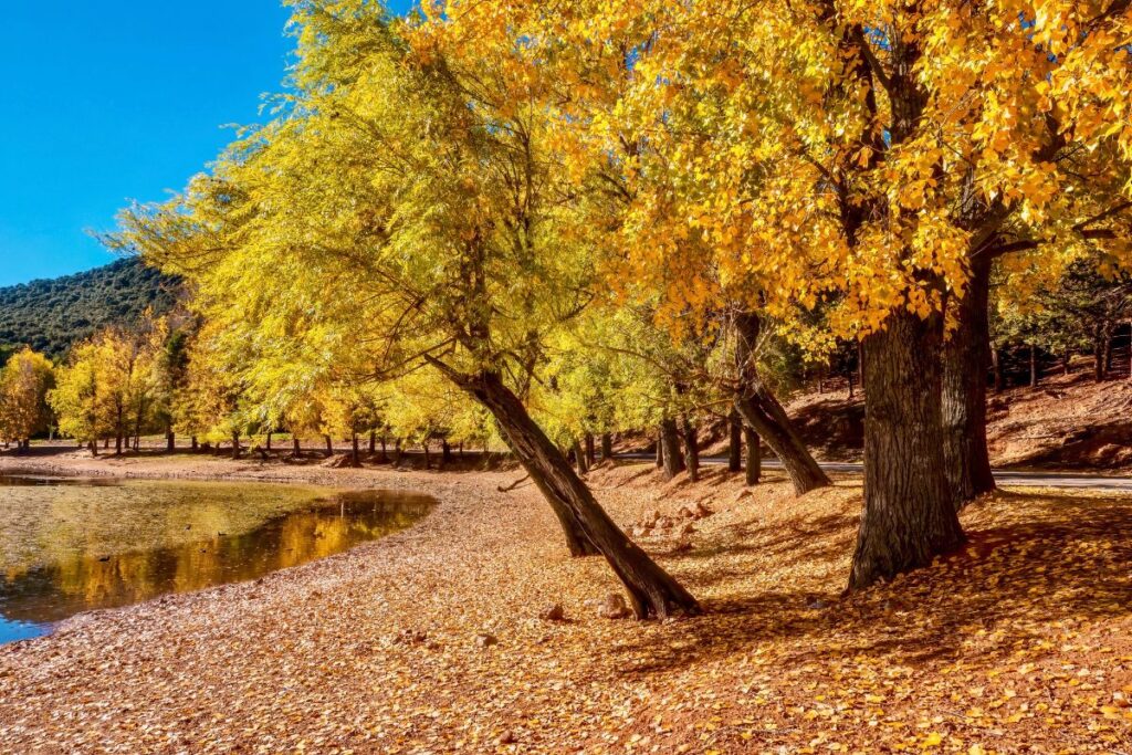 Ifrane National Park