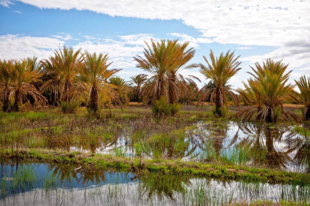 Morocco Date Palms