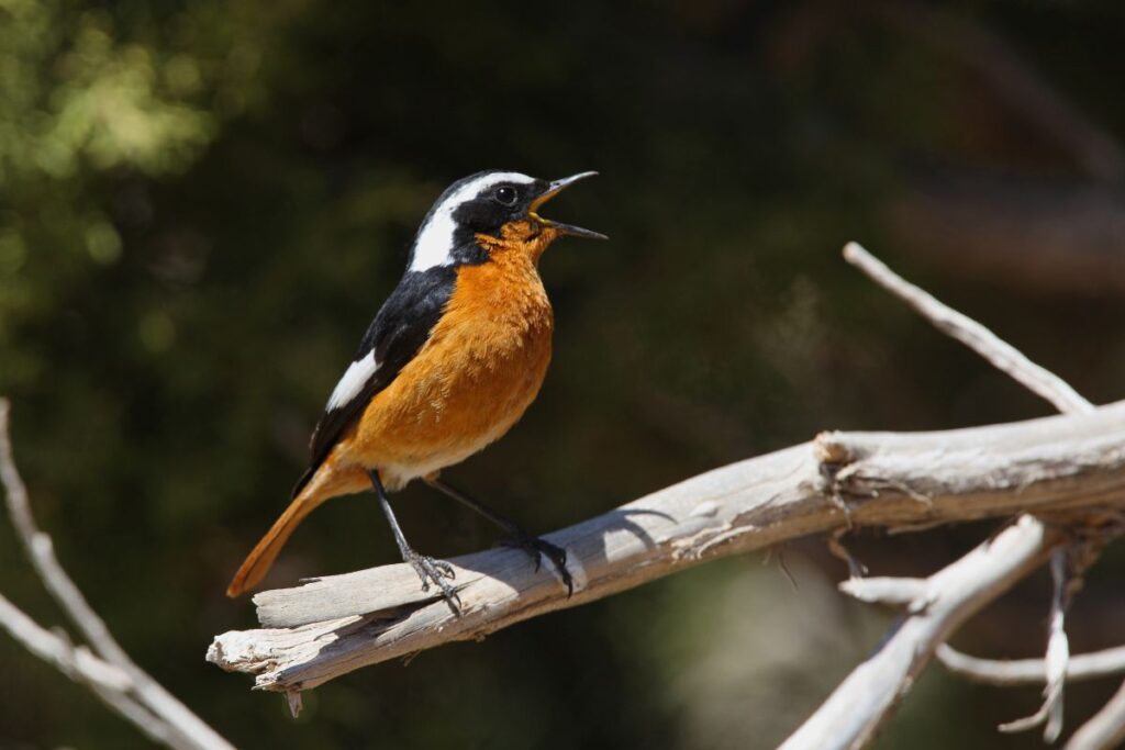 Moussier's Redstart