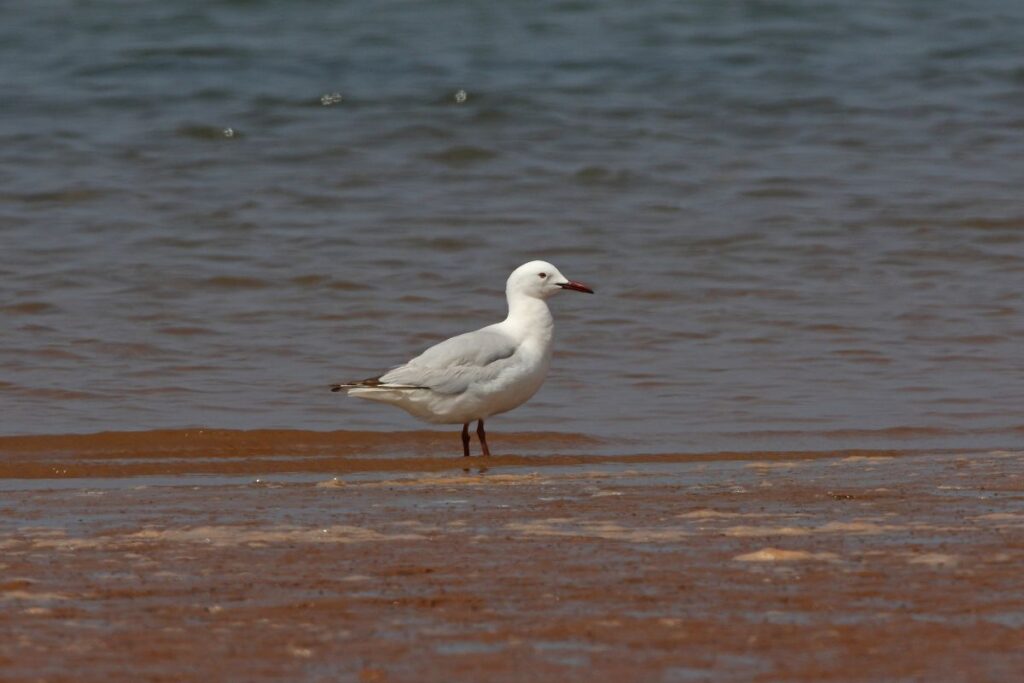 Slender-billed Gull