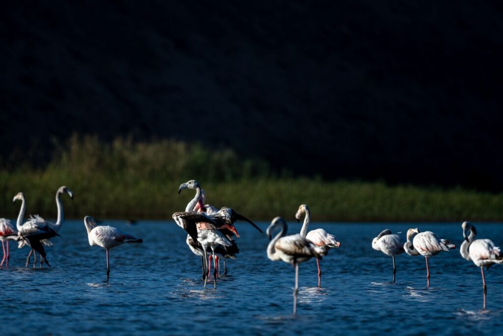 Souss Massa National Park