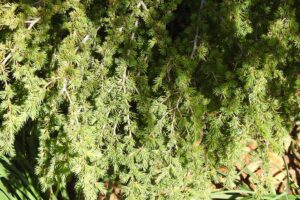 The Cedar Forests