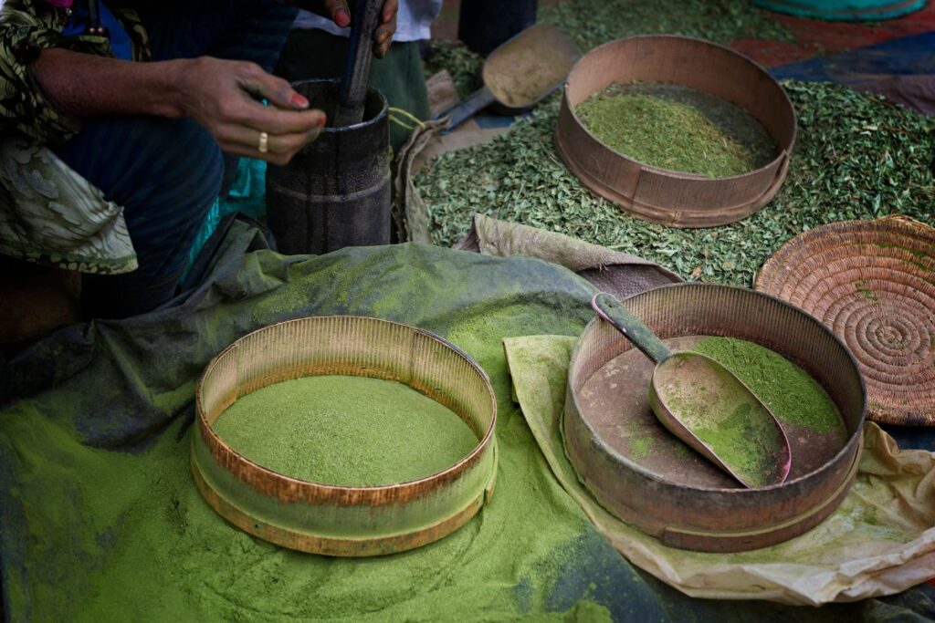 Woman making henna powder from dried henna leaves in a traditional way