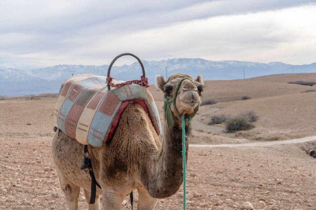 Agafay Desert