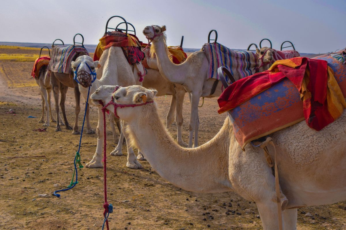 Agafay Desert