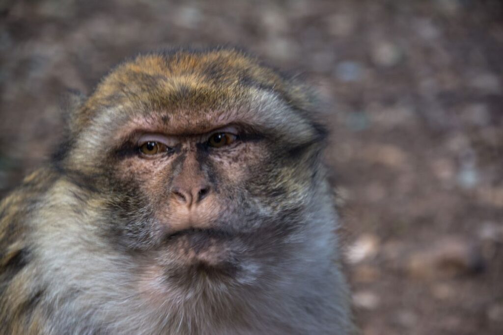 Barbary Macaque