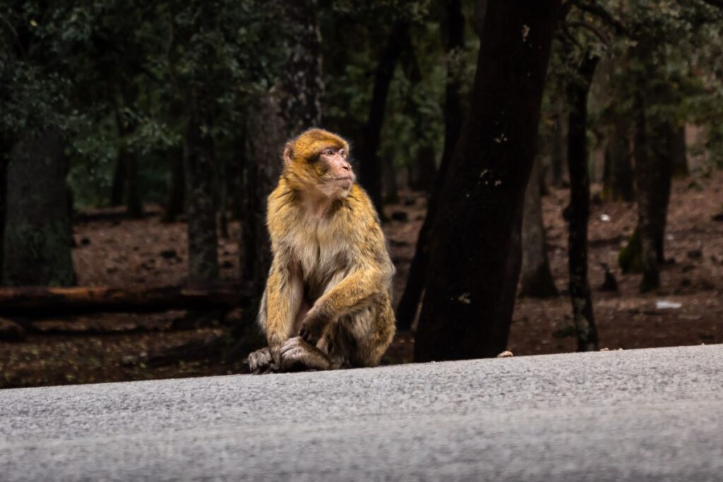 Barbary Macaque