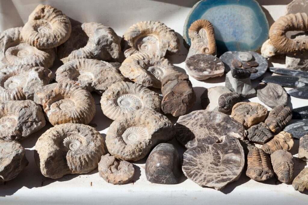 Moroccan Fossils