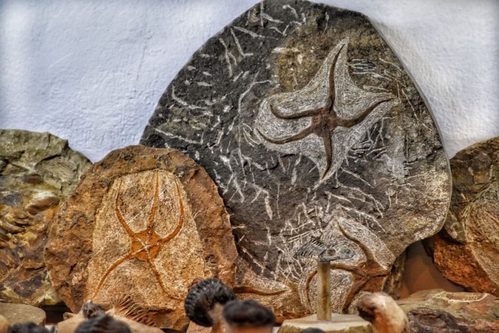 Moroccan Fossils