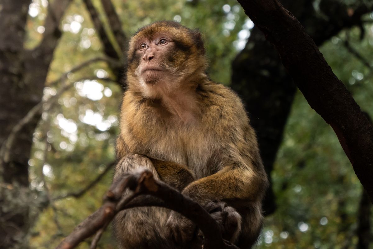 The Barbary Macaque