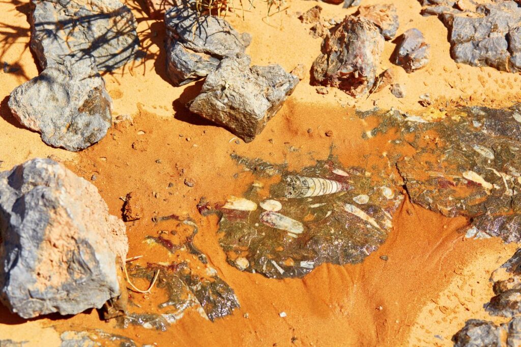 Trilobite Stone Fossils in Merzouga