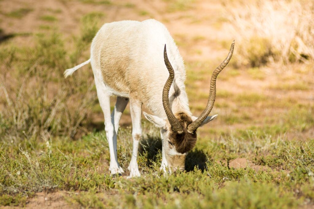 Souss Massa National Park